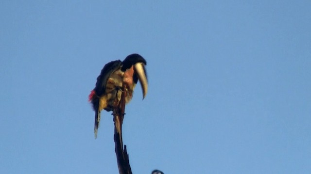 Black-necked Aracari - ML200890301