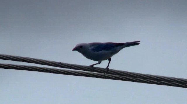 Blue-gray Tanager (White-edged) - ML200890321