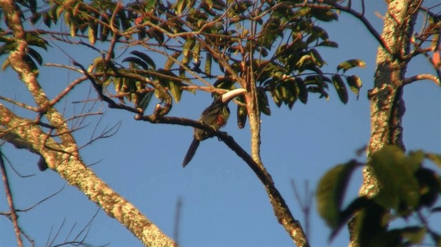 Arasarí Cuellinegro - ML200890351