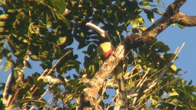 Black-necked Aracari - ML200890361