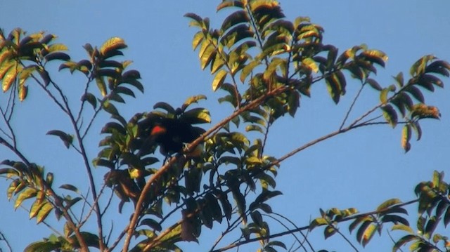 Channel-billed Toucan (Channel-billed) - ML200890401