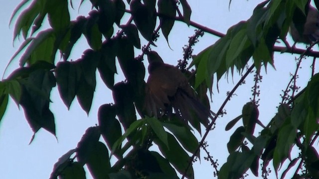 Dark-billed Cuckoo - ML200890471