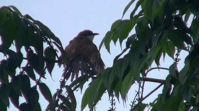 Dark-billed Cuckoo - ML200890481