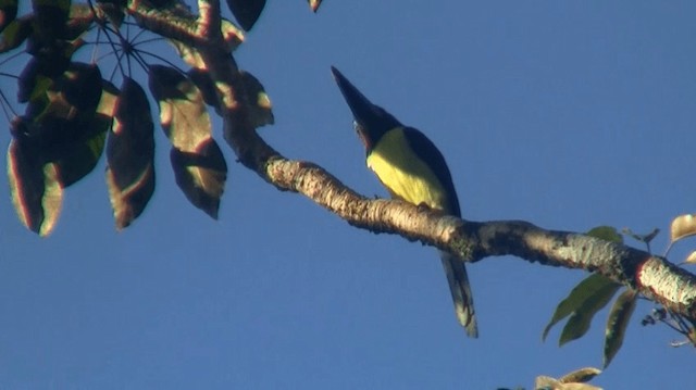 Green Aracari - ML200890551