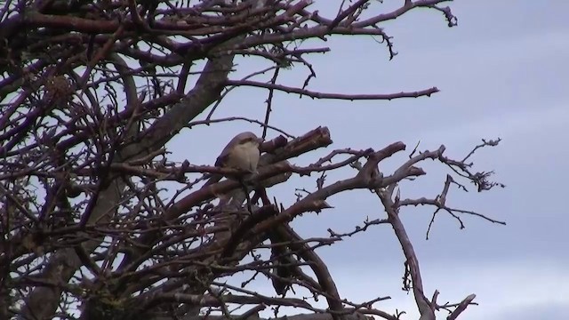 Серый сорокопут (pallidirostris) - ML200890731