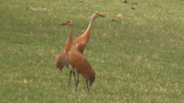 jeřáb kanadský (ssp. tabida/rowani) - ML200890771