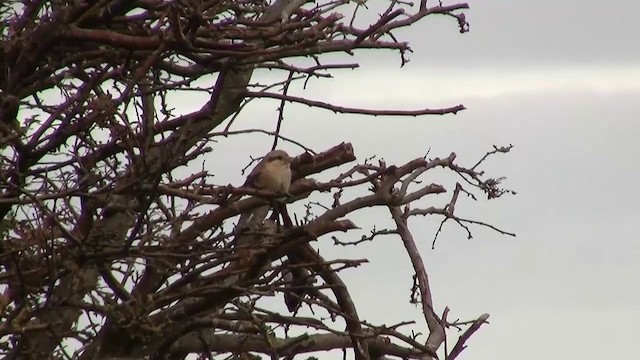 Great Gray Shrike (Steppe) - ML200890831