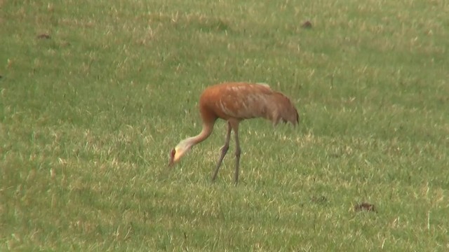 jeřáb kanadský (ssp. tabida/rowani) - ML200890851