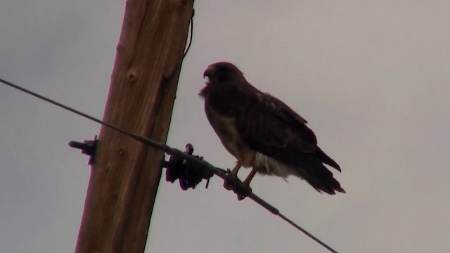 Swainson's Hawk - ML200890911