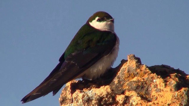 Violet-green Swallow - eBird