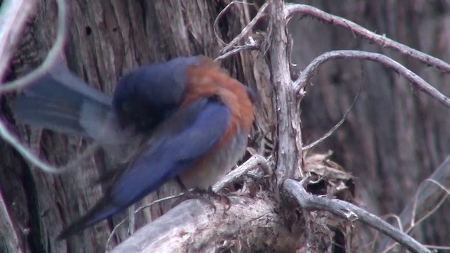 Blaukehl-Hüttensänger - ML200891301