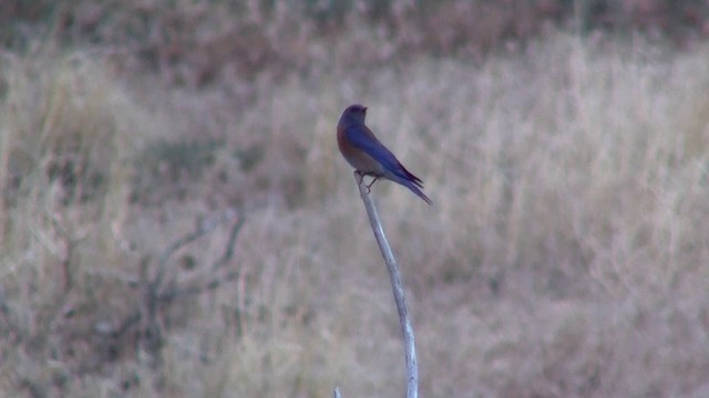 Western Bluebird - ML200891371