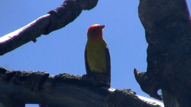 Western Tanager - ML200891391