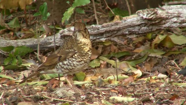 Bassian Thrush - ML200891421