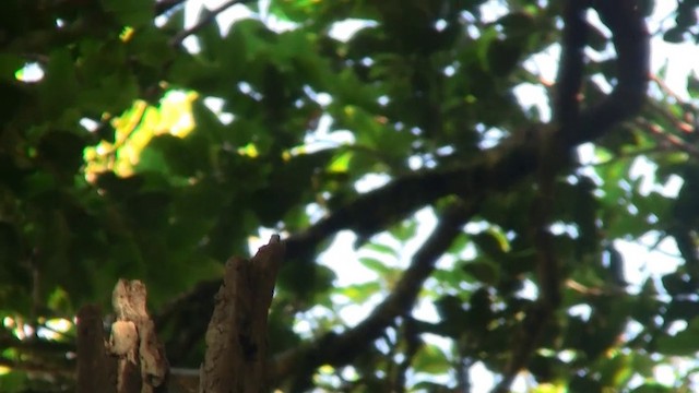 Australian King-Parrot - ML200891451