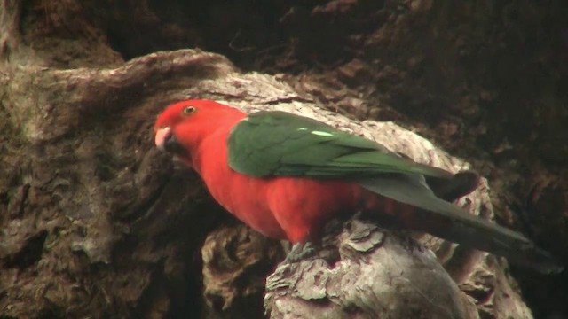 Australian King-Parrot - ML200891461