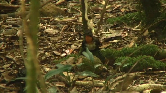 Australian Logrunner - ML200891481