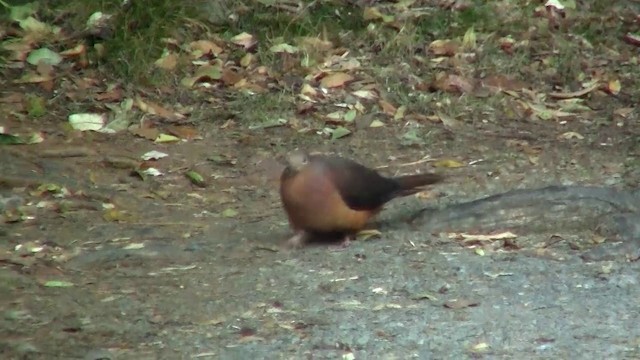 Brown Cuckoo-Dove - ML200891491