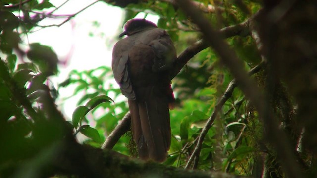 Brown Cuckoo-Dove - ML200891501