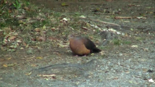 Brown Cuckoo-Dove - ML200891571
