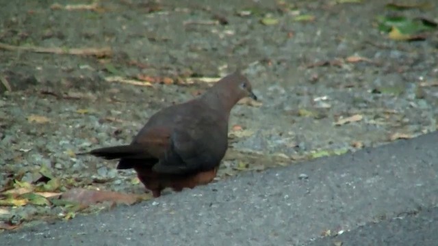 Brown Cuckoo-Dove - ML200891581