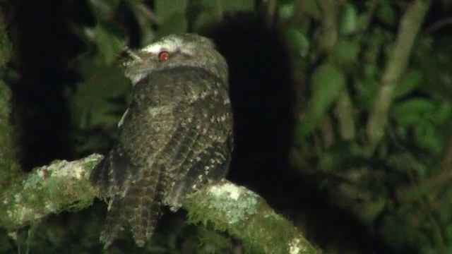 Marbled Frogmouth (Plumed) - ML200891591