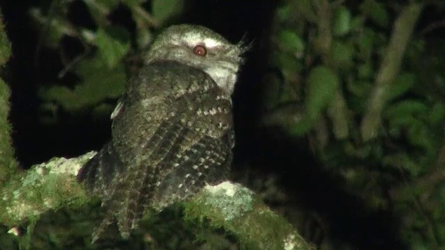 Marbled Frogmouth (Plumed) - ML200891601