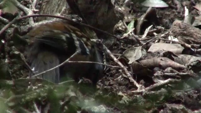 Australian Logrunner - ML200891641