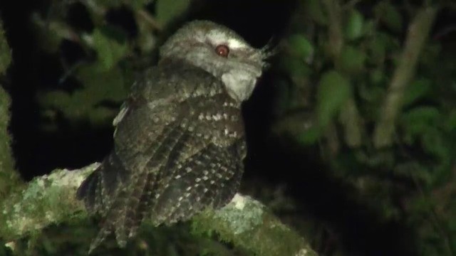 Marbled Frogmouth (Plumed) - ML200891651