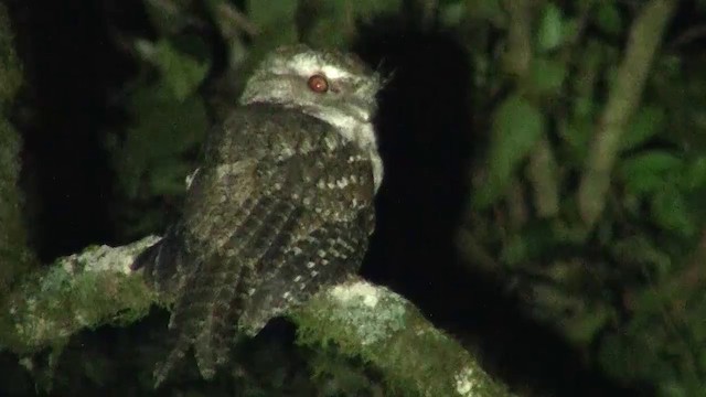 Marbled Frogmouth (Plumed) - ML200891661