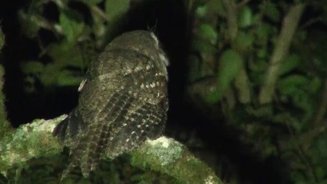 Marbled Frogmouth (Plumed) - ML200891751