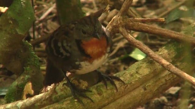 Australian Logrunner - ML200891841