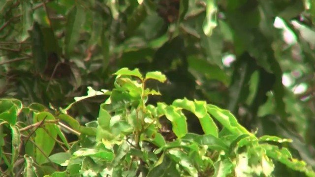 White-eared Monarch - ML200891881