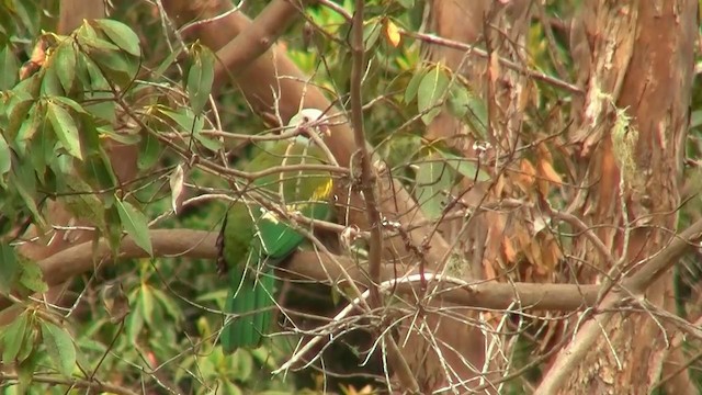 Wompoo Fruit-Dove - ML200891891