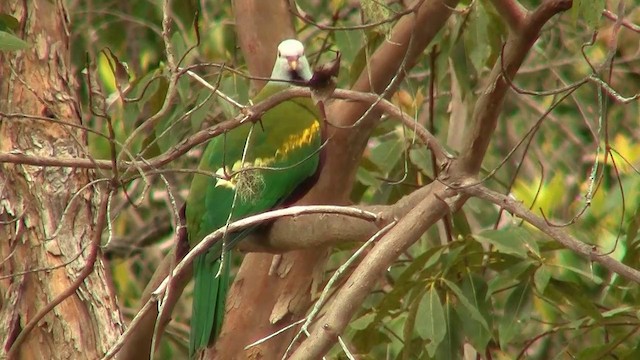 Wompoo Fruit-Dove - ML200891901