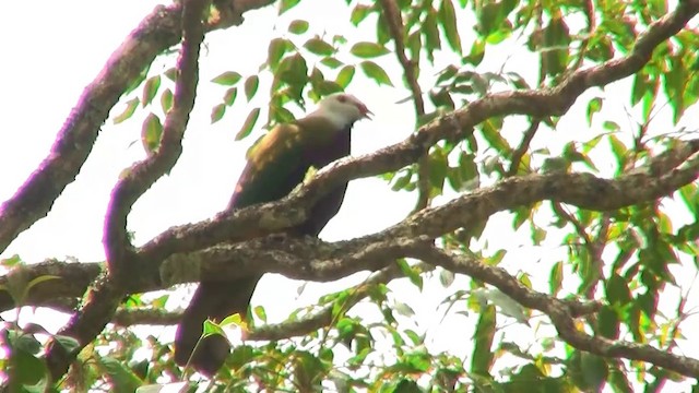 Wompoo Fruit-Dove - ML200891911