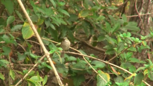 Yellow-faced Honeyeater - ML200891961