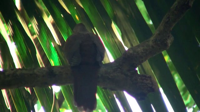 Brown Cuckoo-Dove - ML200891981