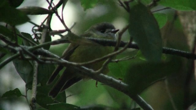 Pale-yellow Robin - ML200891991