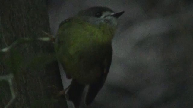 Pale-yellow Robin - ML200892001