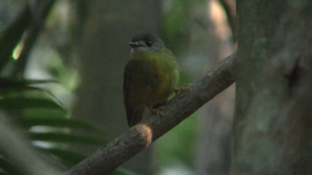 Pale-yellow Robin - ML200892011