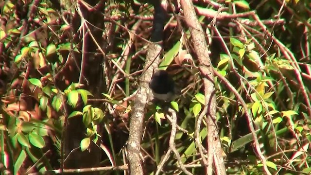 Leaden Flycatcher - ML200892101