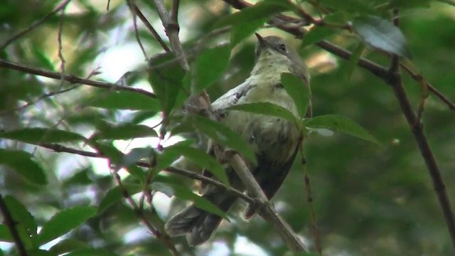 Кущовик острівний - ML200892221