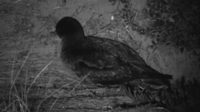 Short-tailed Shearwater - ML200892241