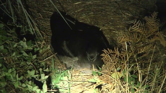 Short-tailed Shearwater - ML200892251