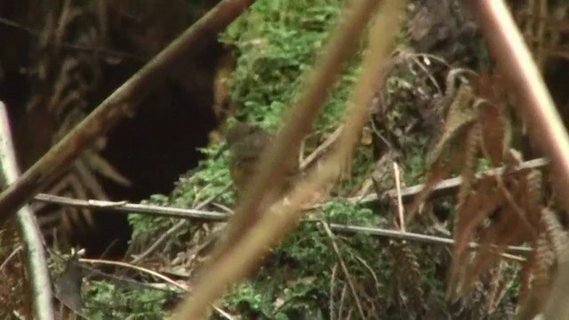 Tasmanian Scrubwren - ML200892281