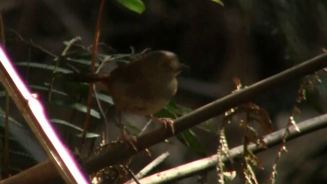 Tasmanian Scrubwren - ML200892291