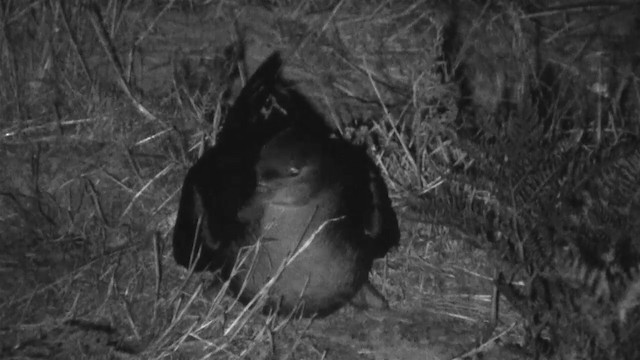 Short-tailed Shearwater - ML200892321