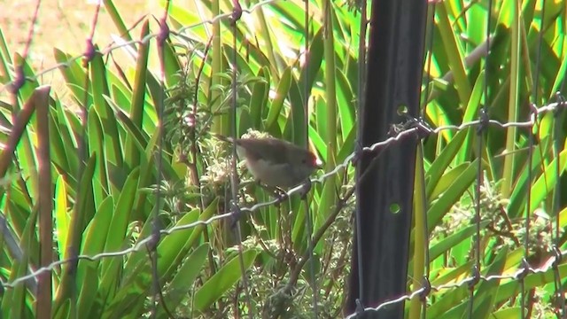 Tasmanian Thornbill - ML200892341