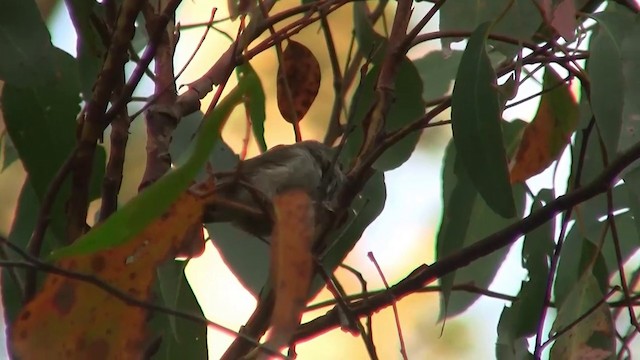 Tasmanian Thornbill - ML200892351